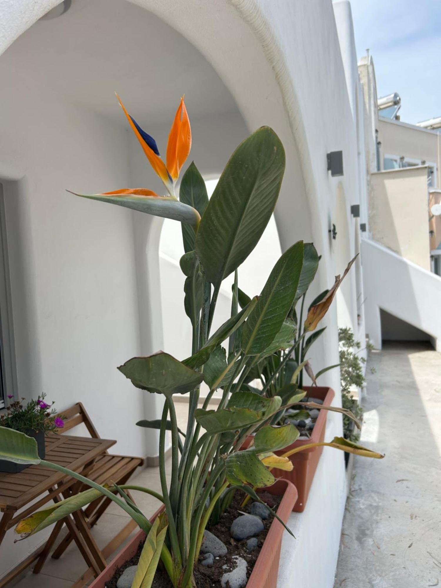 To Spitaki Sas, In Santorini! Apartment Mesaria Exterior foto